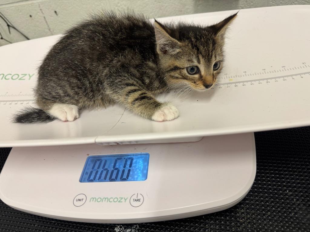 Enlarge Lynne-Adoptable Awaiting S/N, a Adoptable mixed breed in Chickamauga , GA image 1/1