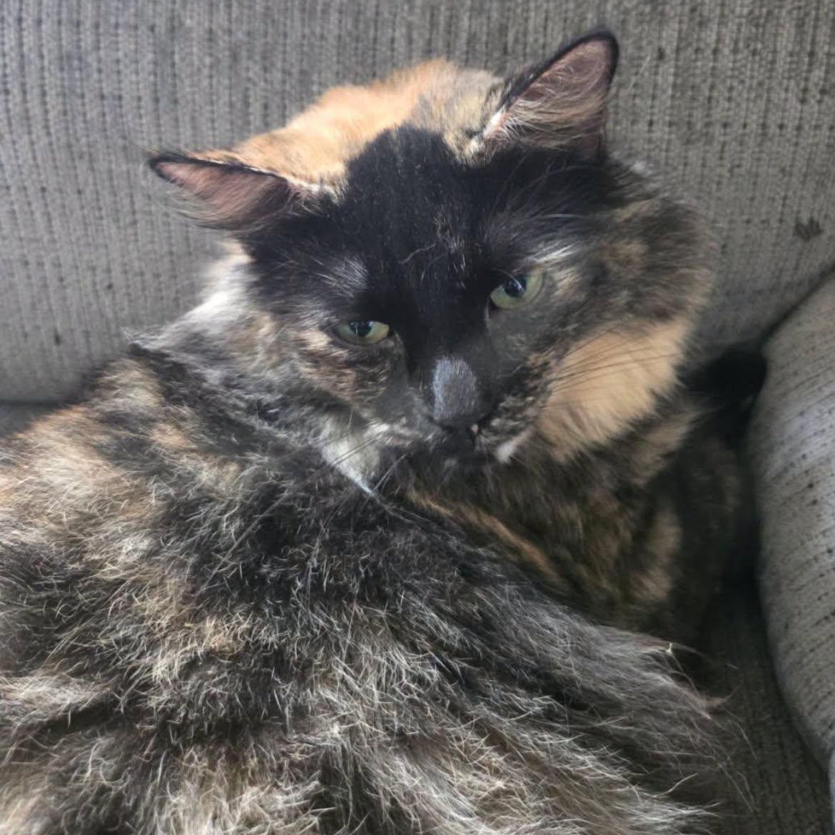 Cali, ADOPTABLE, Adult Female Tortoiseshell.
