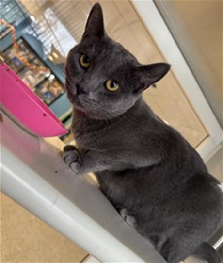 SHADOW, Adoptable, Young Female Russian Blue & Domestic Short Hair.