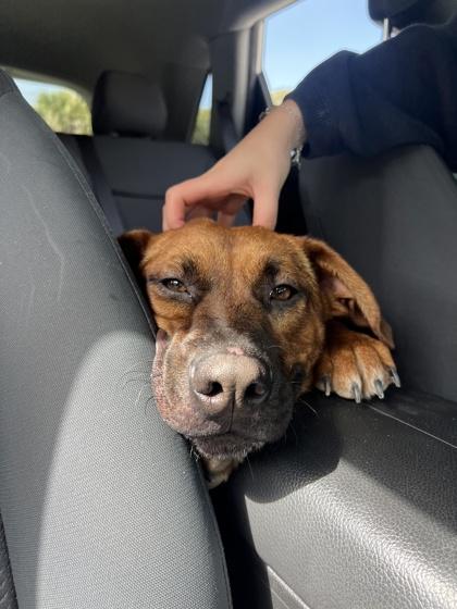 Enlarge 89892A Rave, a Adoptable mixed breed in North Charleston, SC image 1/3