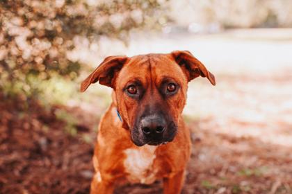 Enlarge 89892A Rave, a Adoptable mixed breed in North Charleston, SC image 2/3