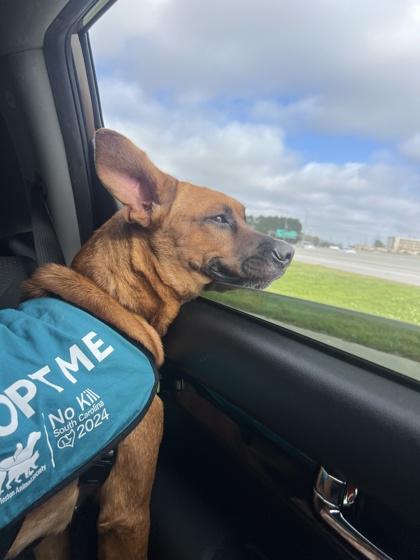 Enlarge 89892A Rave, a Adoptable mixed breed in North Charleston, SC image 3/3