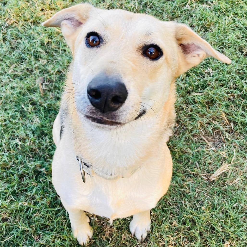 Molly, Adoptable, Adult Female Shepherd.