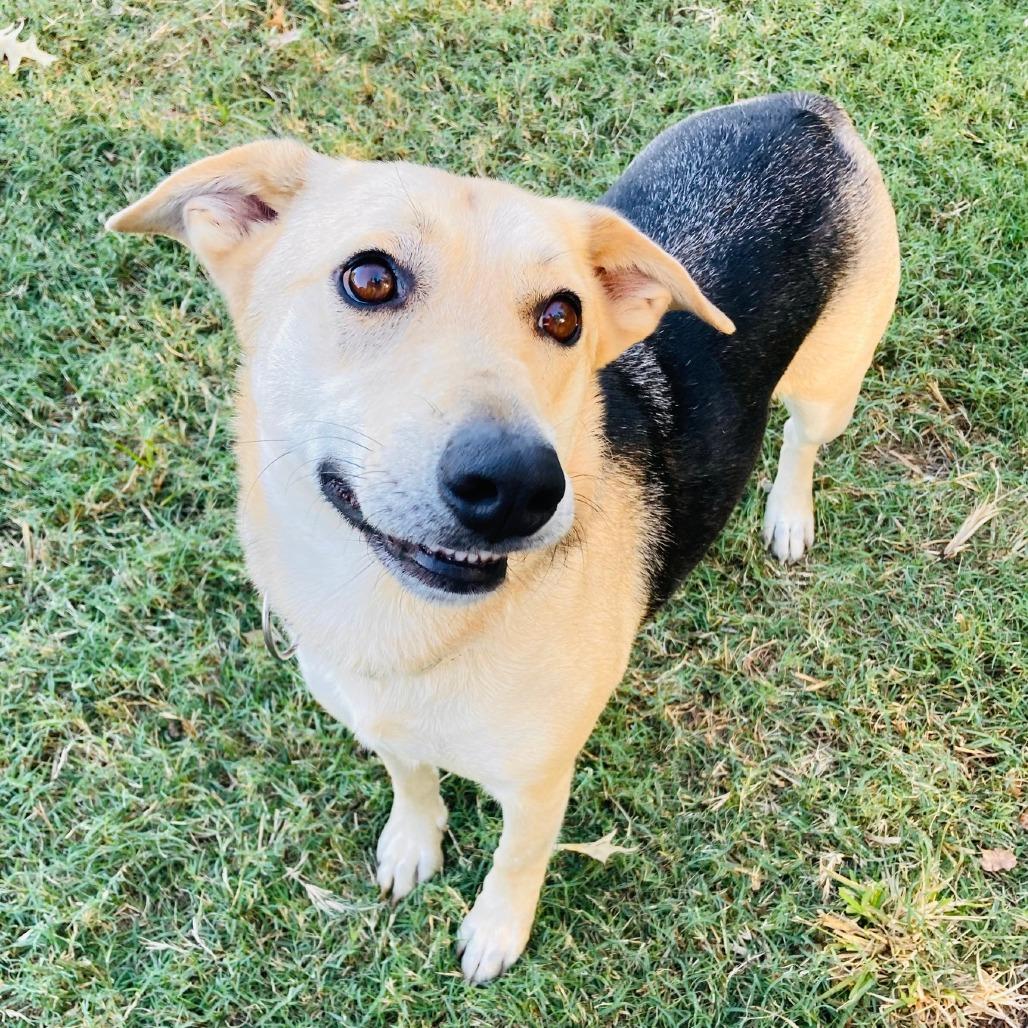 Enlarge Molly, a Adoptable mixed breed in Cabot, AR image 2/5