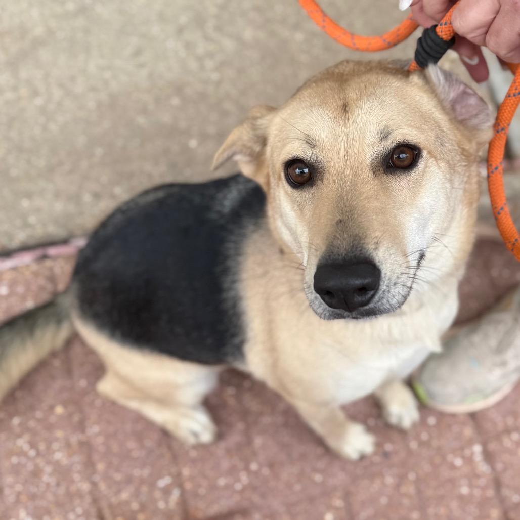 Enlarge Molly, a Adoptable mixed breed in Cabot, AR image 3/5