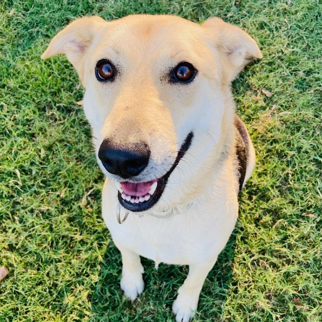 Enlarge Molly, a Adoptable mixed breed in Cabot, AR image 4/5