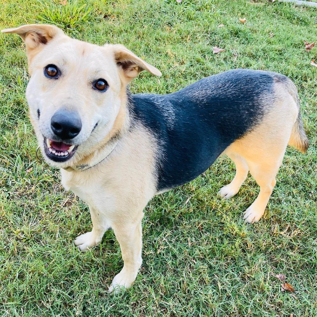 Enlarge Molly, a Adoptable mixed breed in Cabot, AR image 5/5