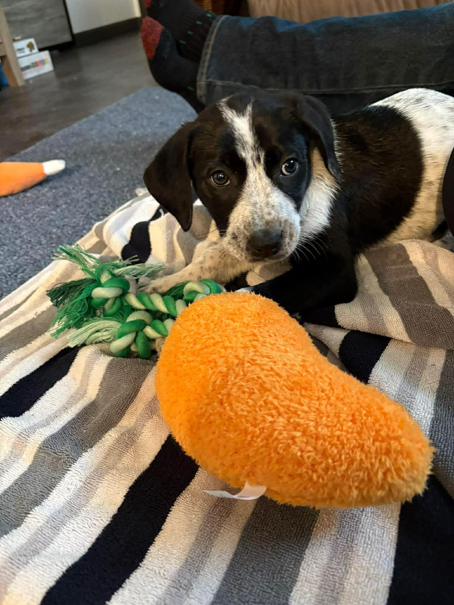 Katrina, adopted, Puppy Female Border Collie & Australian Cattle Dog / Blue Heeler.