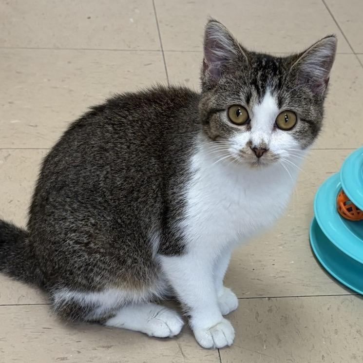 Enlarge Joy, a Adoptable Domestic Short Hair in Greensboro, GA image 1/2