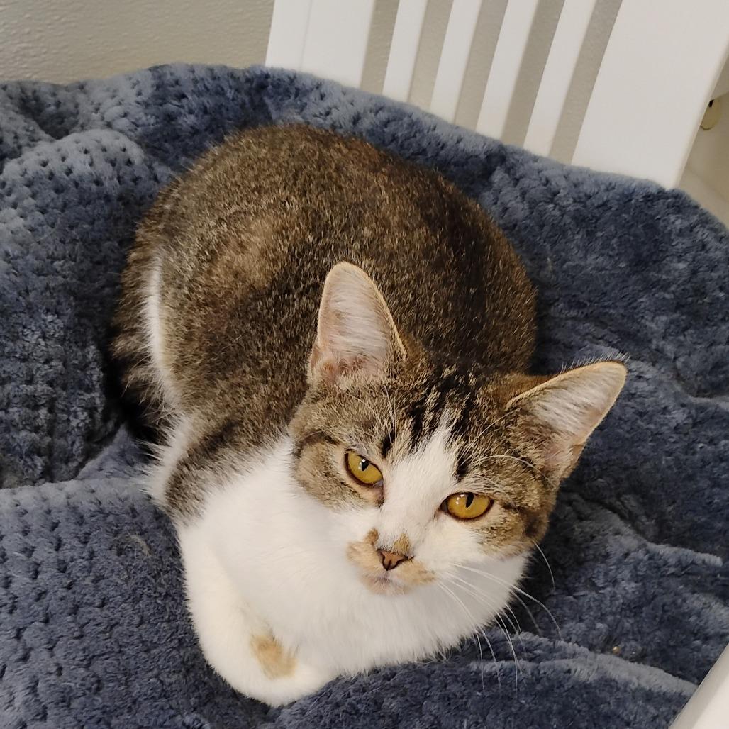 Enlarge Joy, a Adoptable Domestic Short Hair in Greensboro, GA image 2/2