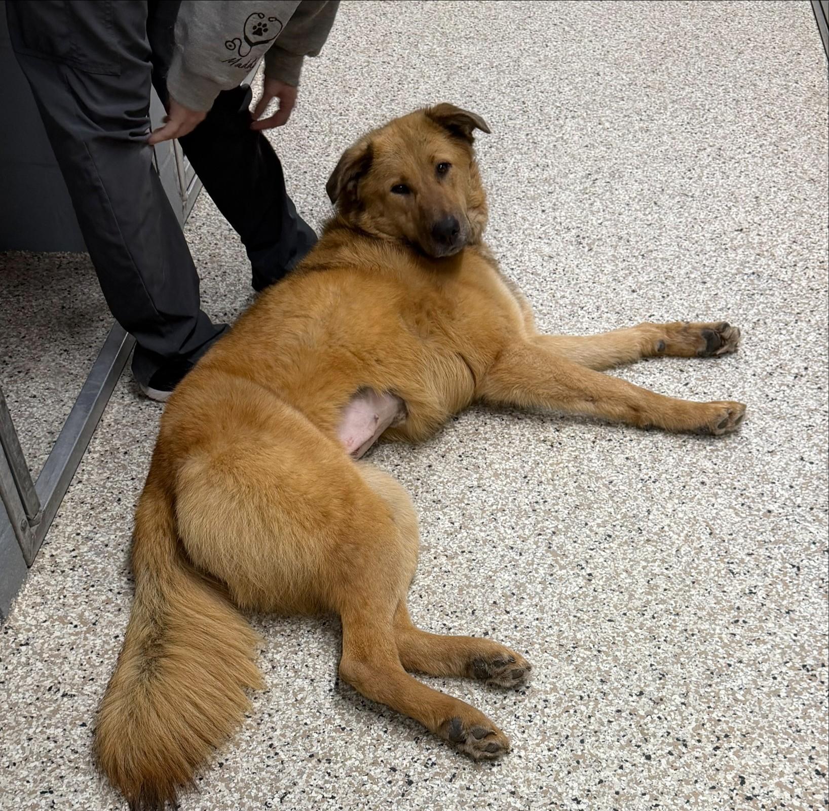 Enlarge Pepe, a ADOPTABLE mixed breed in Yorkville, IL image 1/2