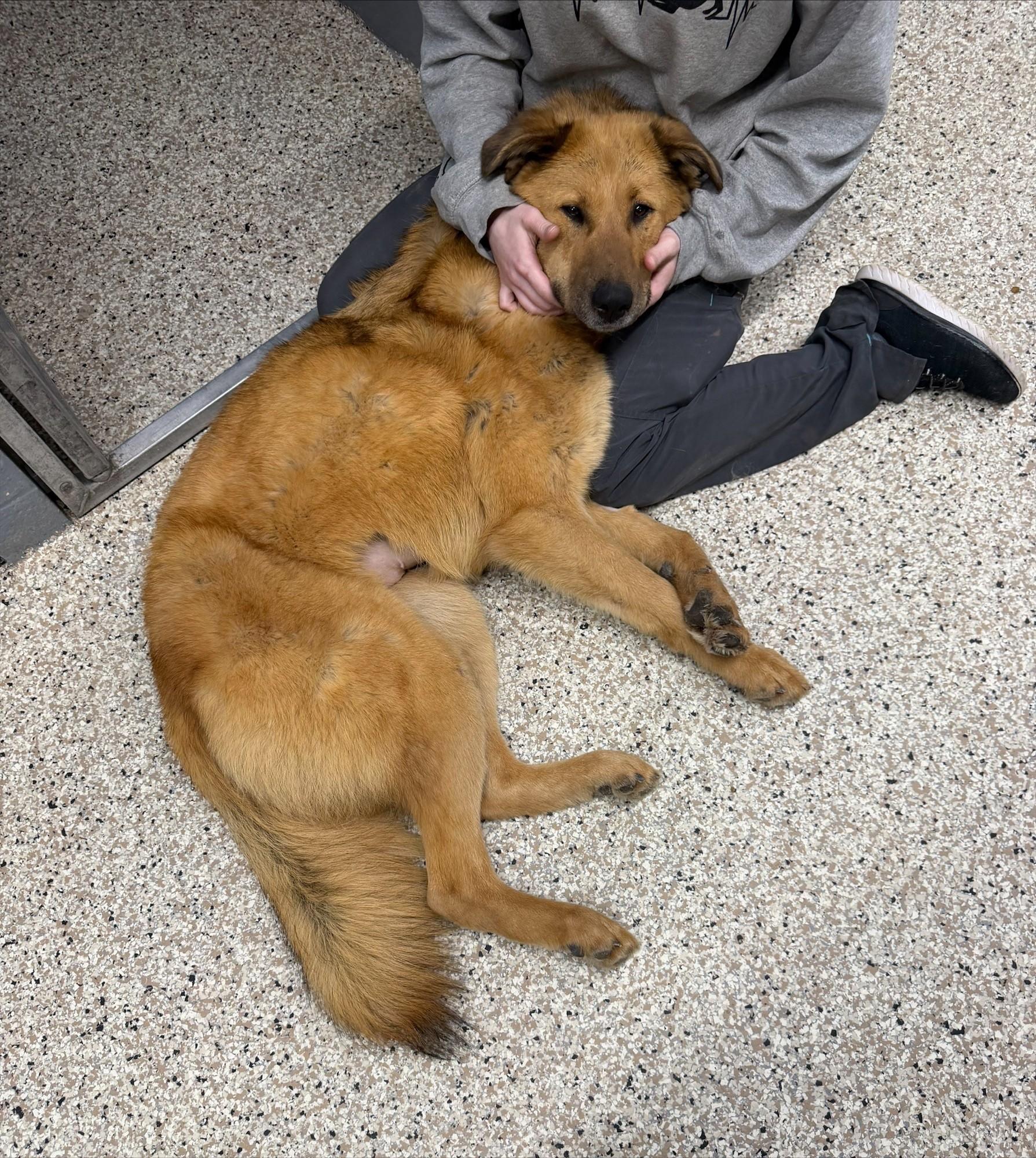 Enlarge Pepe, a ADOPTABLE mixed breed in Yorkville, IL image 2/2