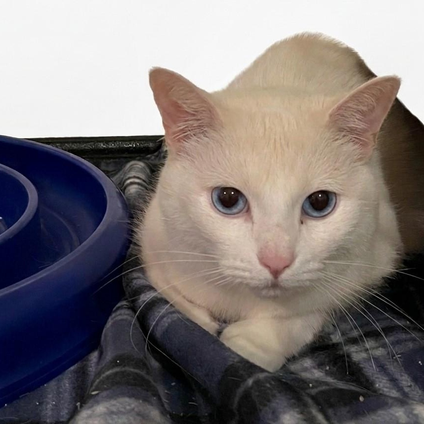 Lulu 7986, adopted, Adult Female Domestic Short Hair.