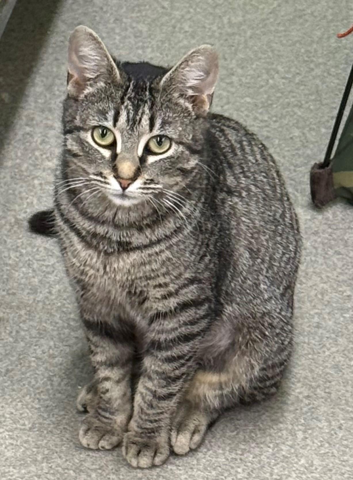 Sienna, ADOPTABLE, Adult Female Domestic Short Hair.
