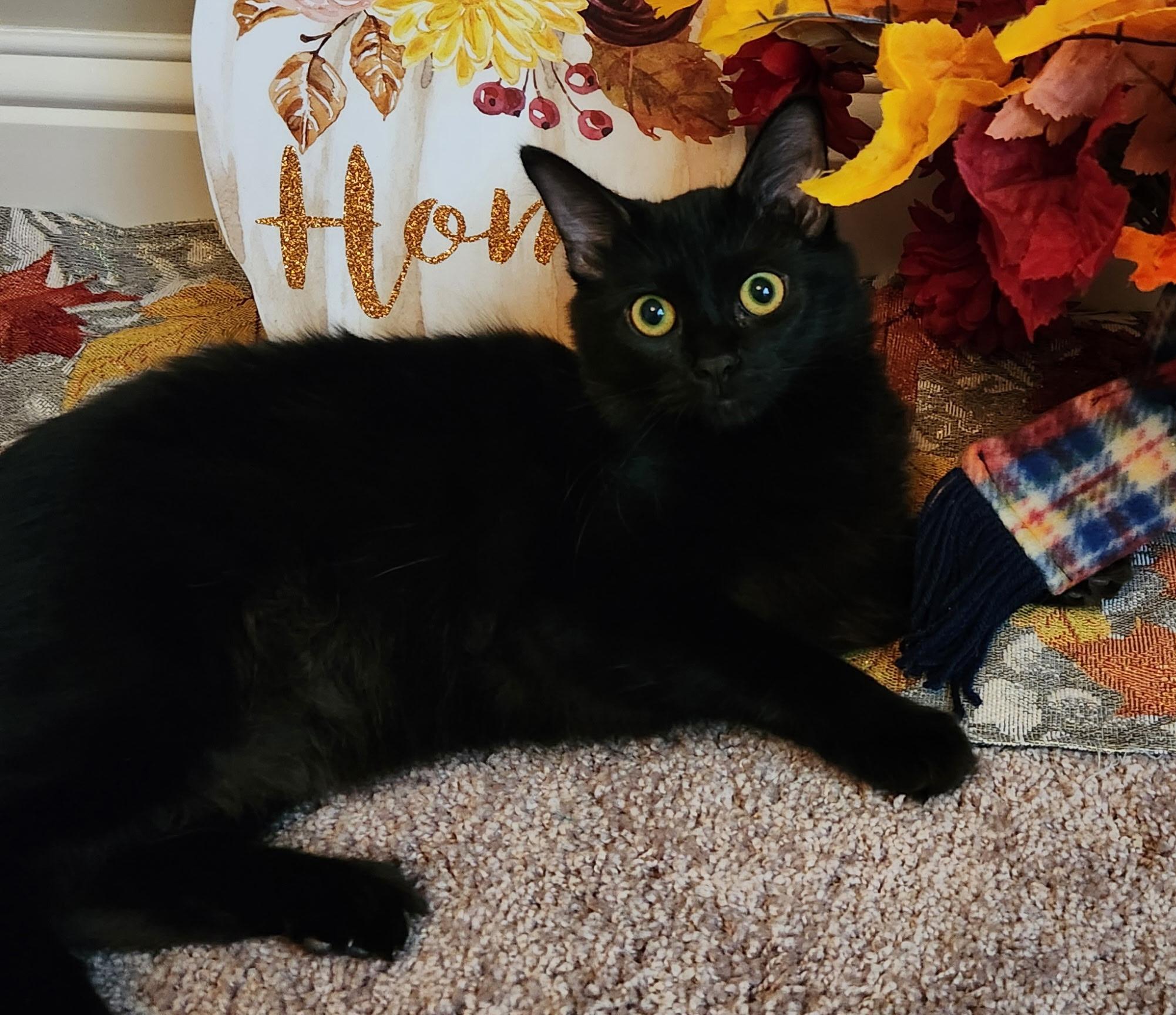 Enlarge Priscilla, a Adoptable Domestic Short Hair in Montgomery, AL image 2/4