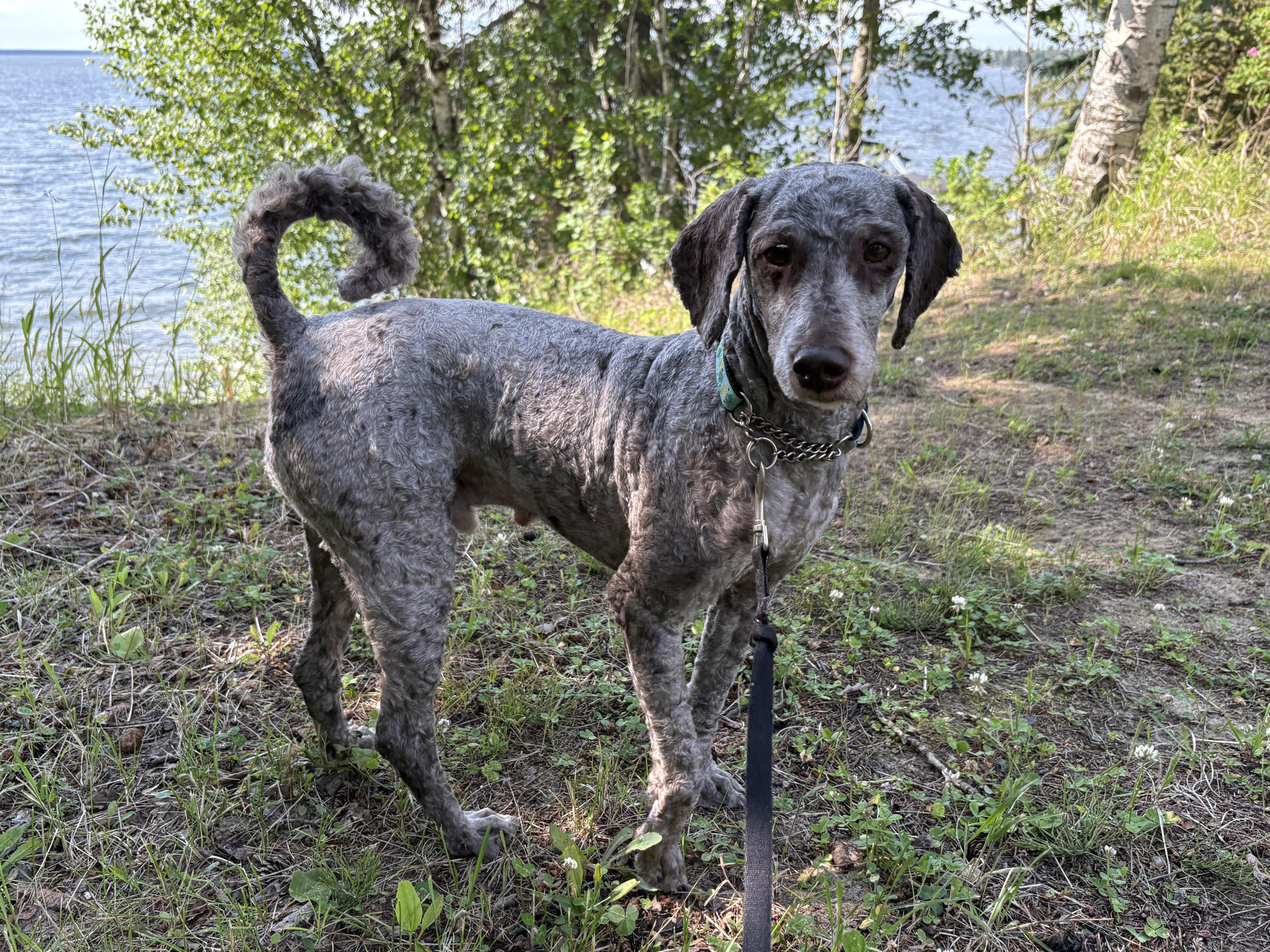 Stanley, Adult Male Poodle