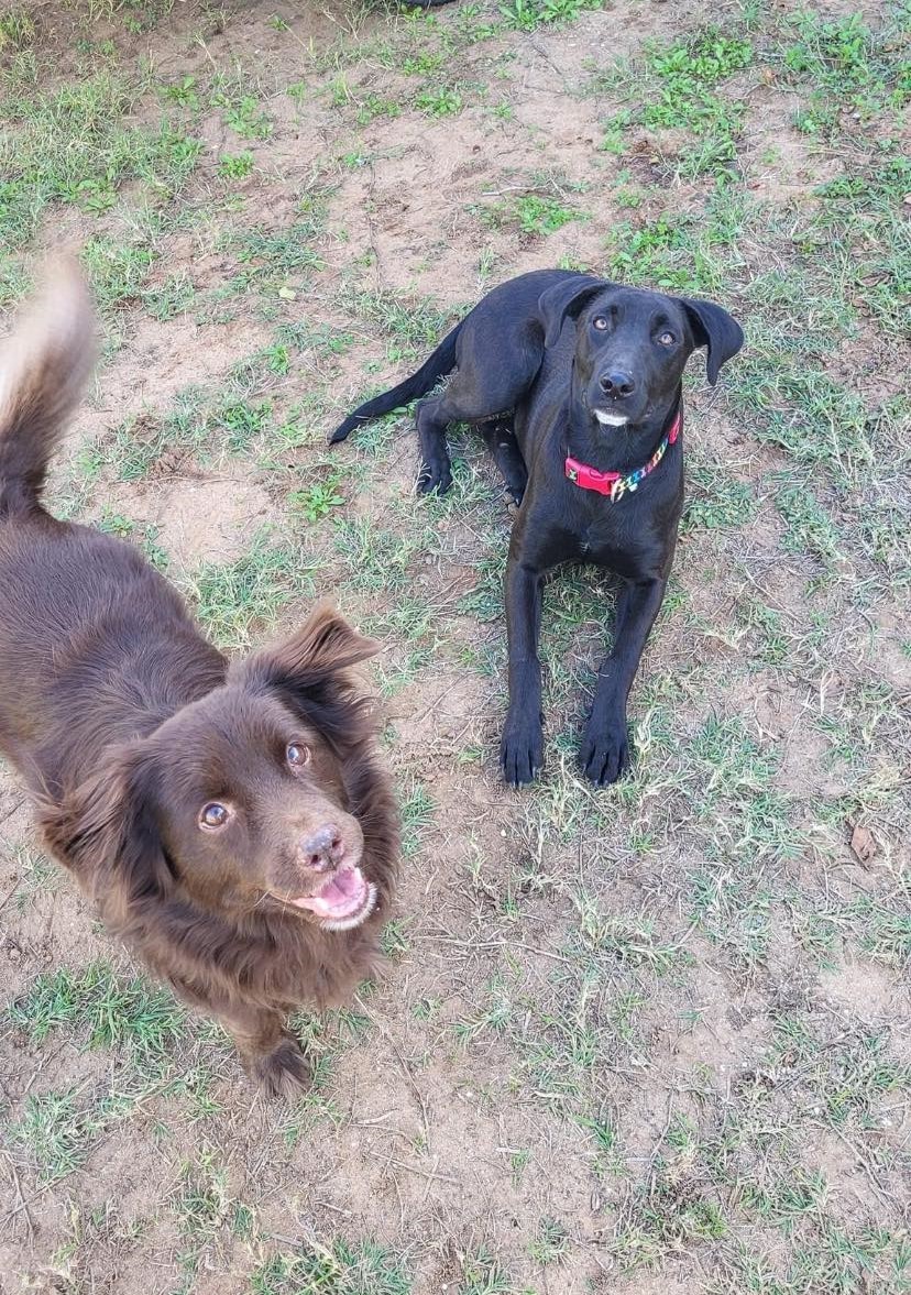 Enlarge Bonnie, a Adoptable mixed breed in San Antonio, TX image 2/4