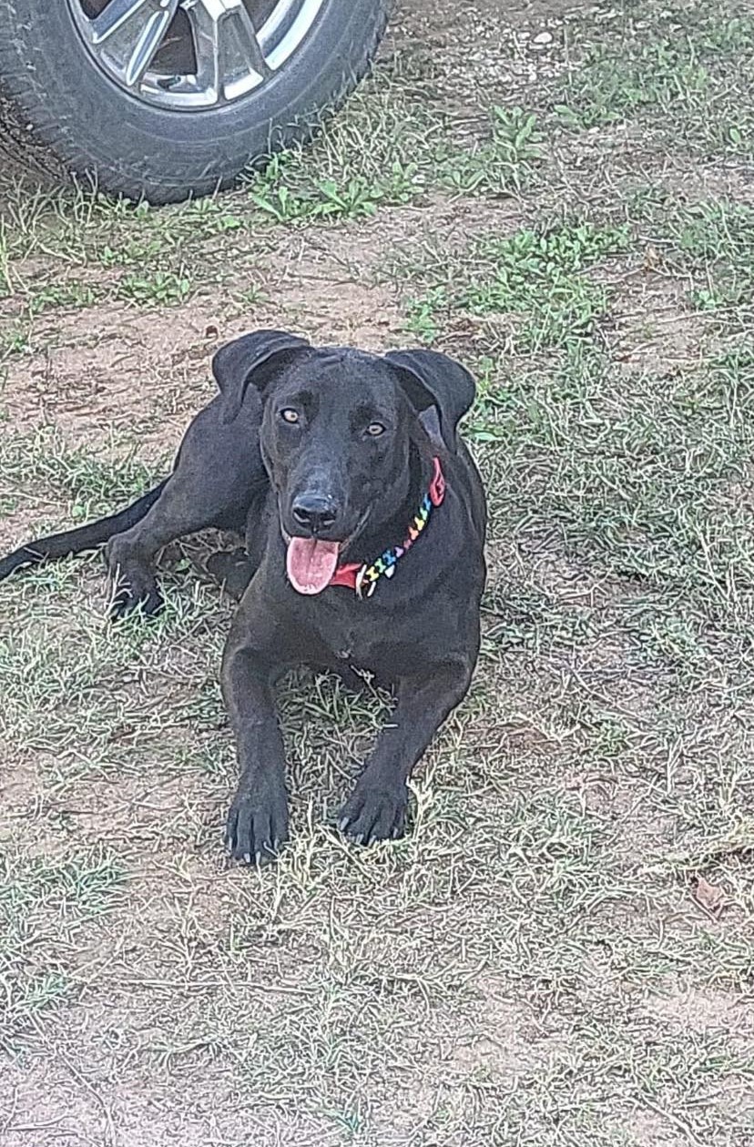 Enlarge Bonnie, a Adoptable mixed breed in San Antonio, TX image 1/4