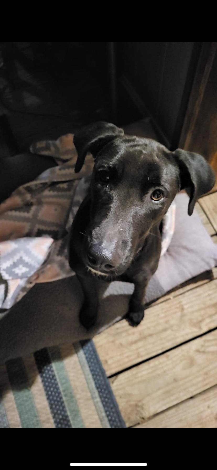 Enlarge Bonnie, a Adoptable mixed breed in San Antonio, TX image 3/4