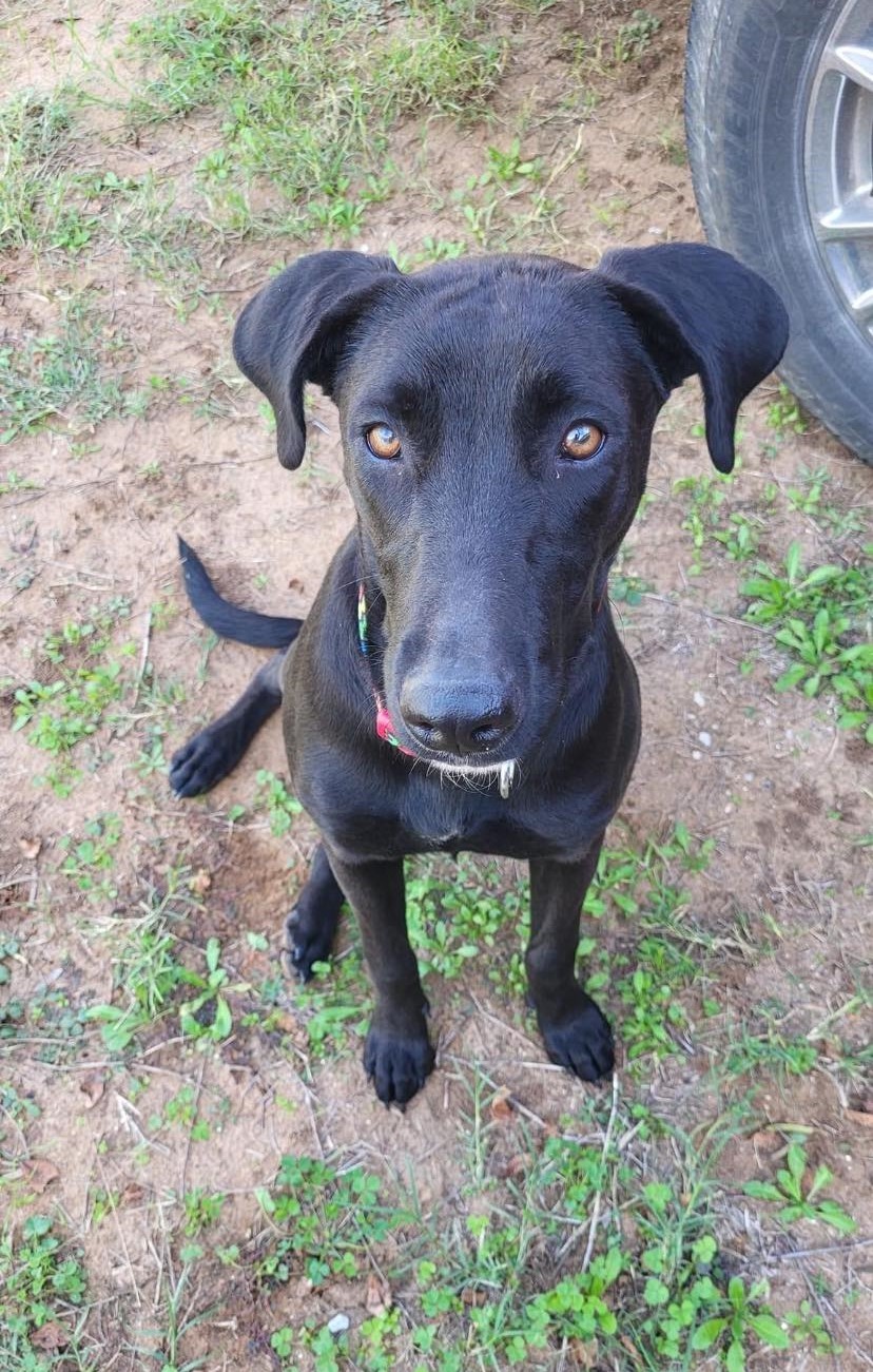 Enlarge Bonnie, a Adoptable mixed breed in San Antonio, TX image 4/4