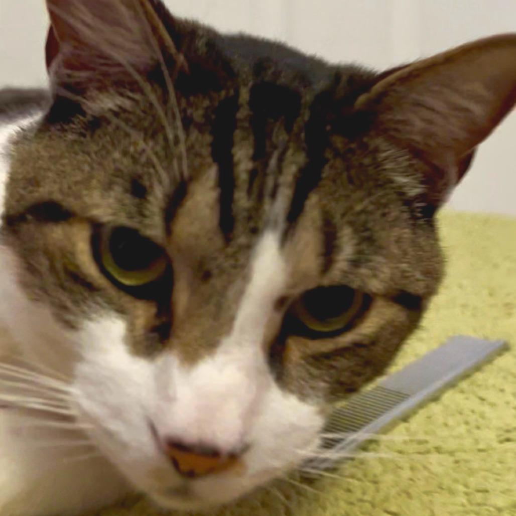 Henry, Adoptable, Adult Male Domestic Short Hair.