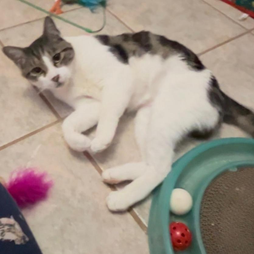 Enlarge Henry, a Adoptable Domestic Short Hair in Folsom, LA image 2/2