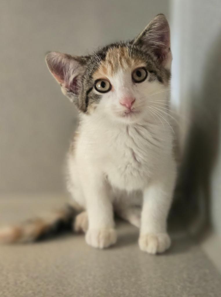 Melon, Adoptable, Kitten Female Domestic Short Hair.