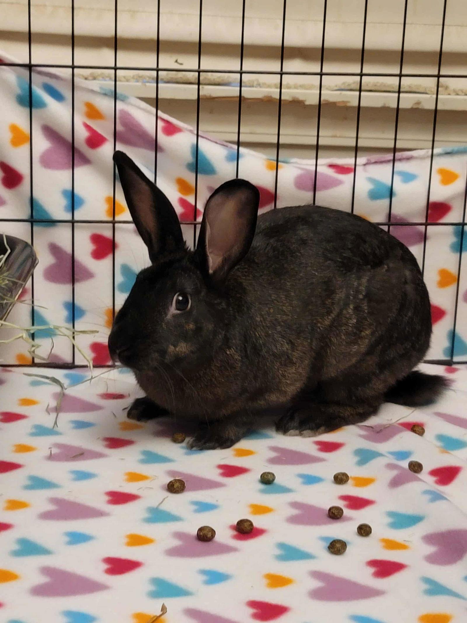 Louis Bunnington, Adoptable, Young Male American.