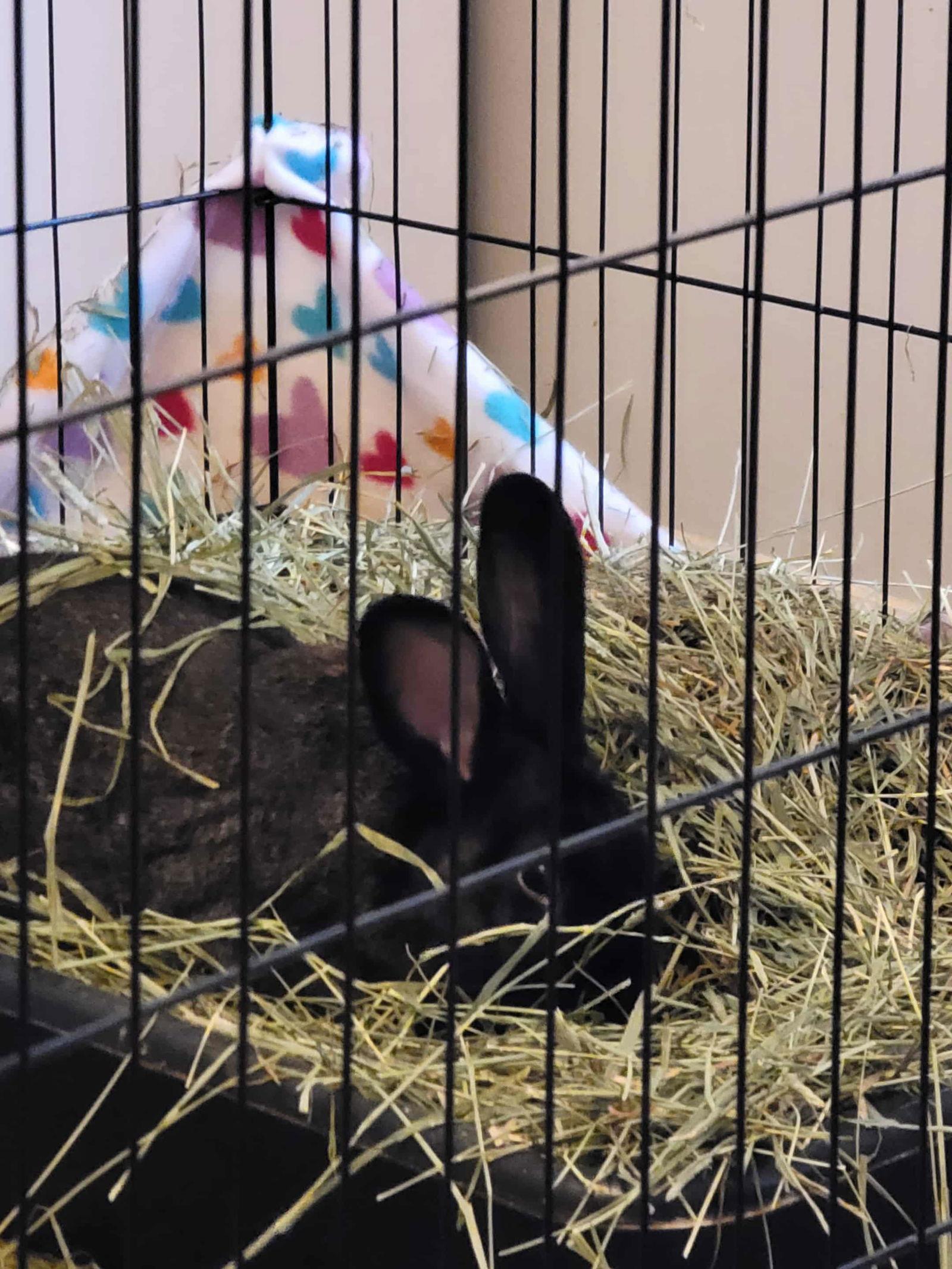 Enlarge Louis Bunnington, a Adoptable American in Aurora, IL image 2/3