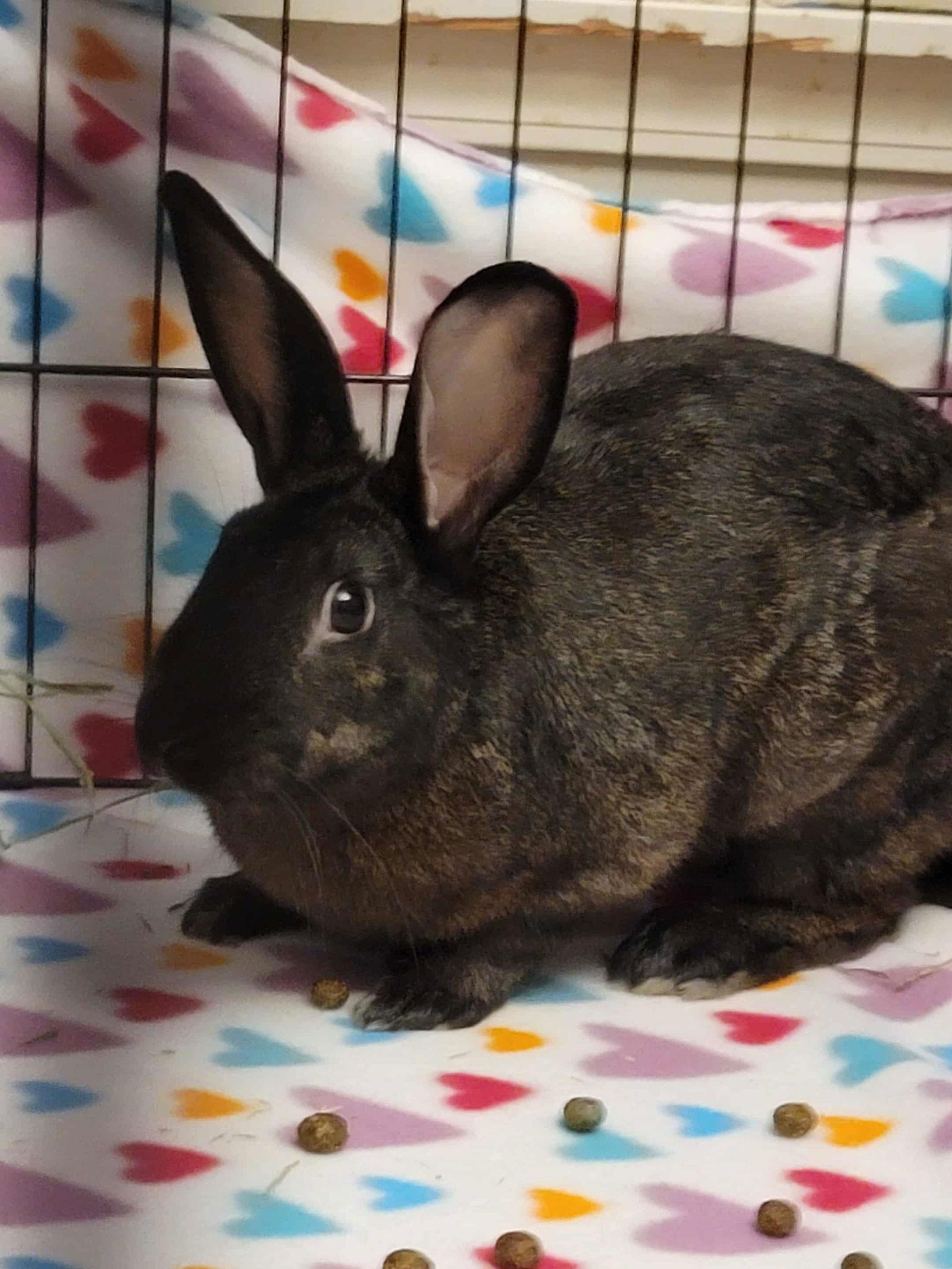 Enlarge Louis Bunnington, a Adoptable American in Aurora, IL image 3/3