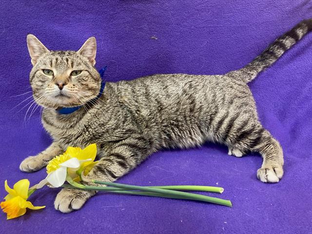 BARNABY, Adoptable, Adult Male Domestic Short Hair.