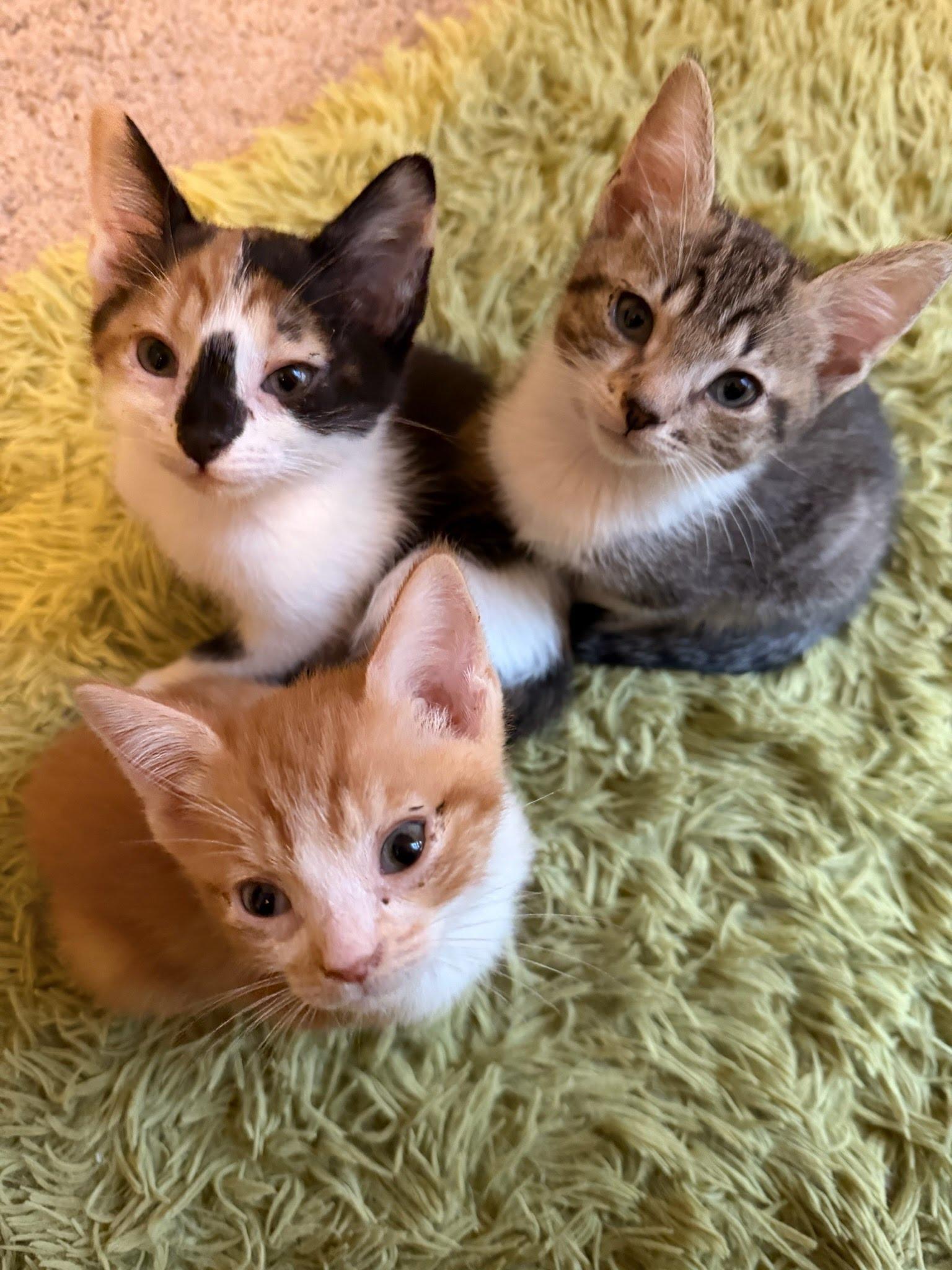 Mochi, Adoptable, Kitten Female Domestic Short Hair.