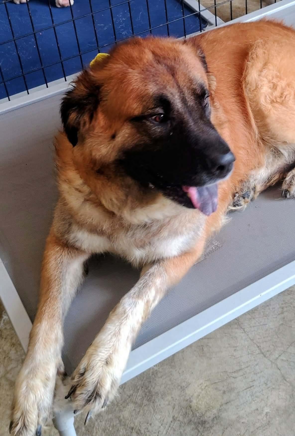 Marley, ADOPTABLE, Adult Male Great Pyrenees.