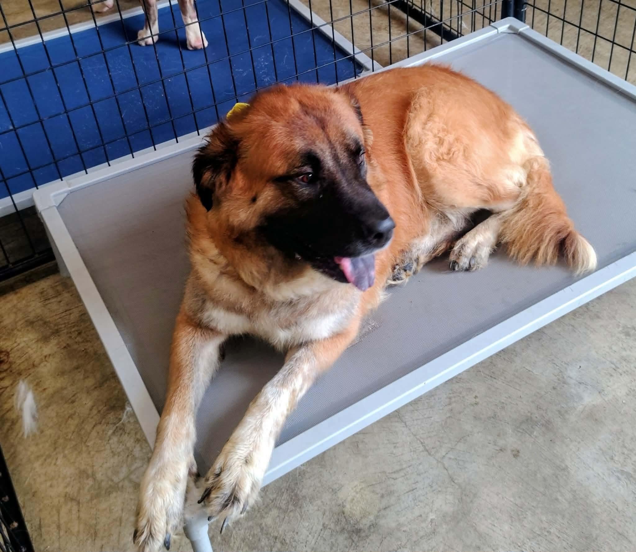 Enlarge Marley, a ADOPTABLE mixed breed in Paoli, IN image 2/2