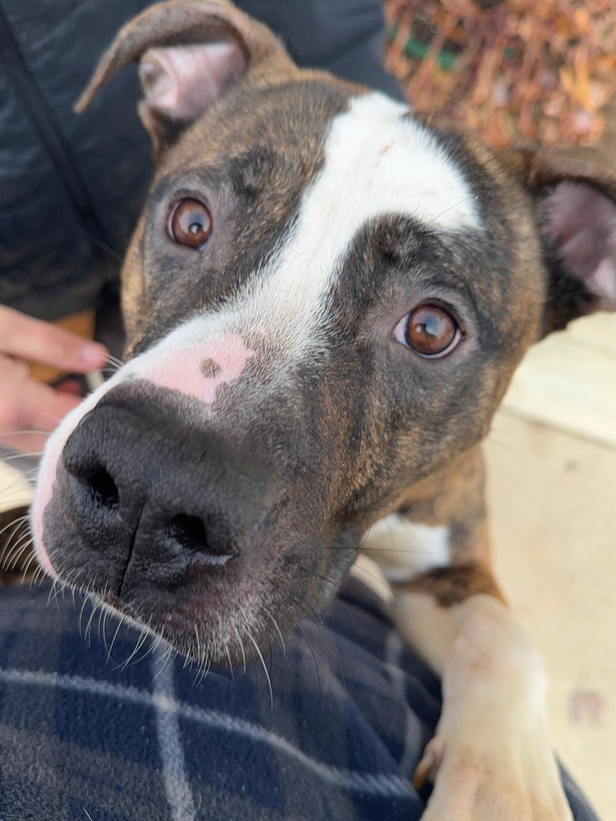 Enlarge Steel, a Adoptable Mixed Breed in Benton Harbor, MI image 2/6