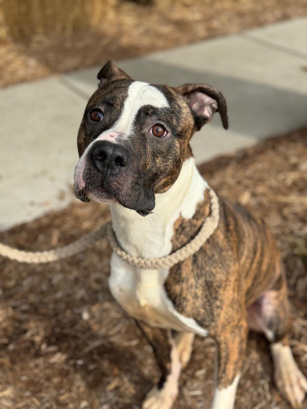 Enlarge Steel, a Adoptable Mixed Breed in Benton Harbor, MI image 1/6