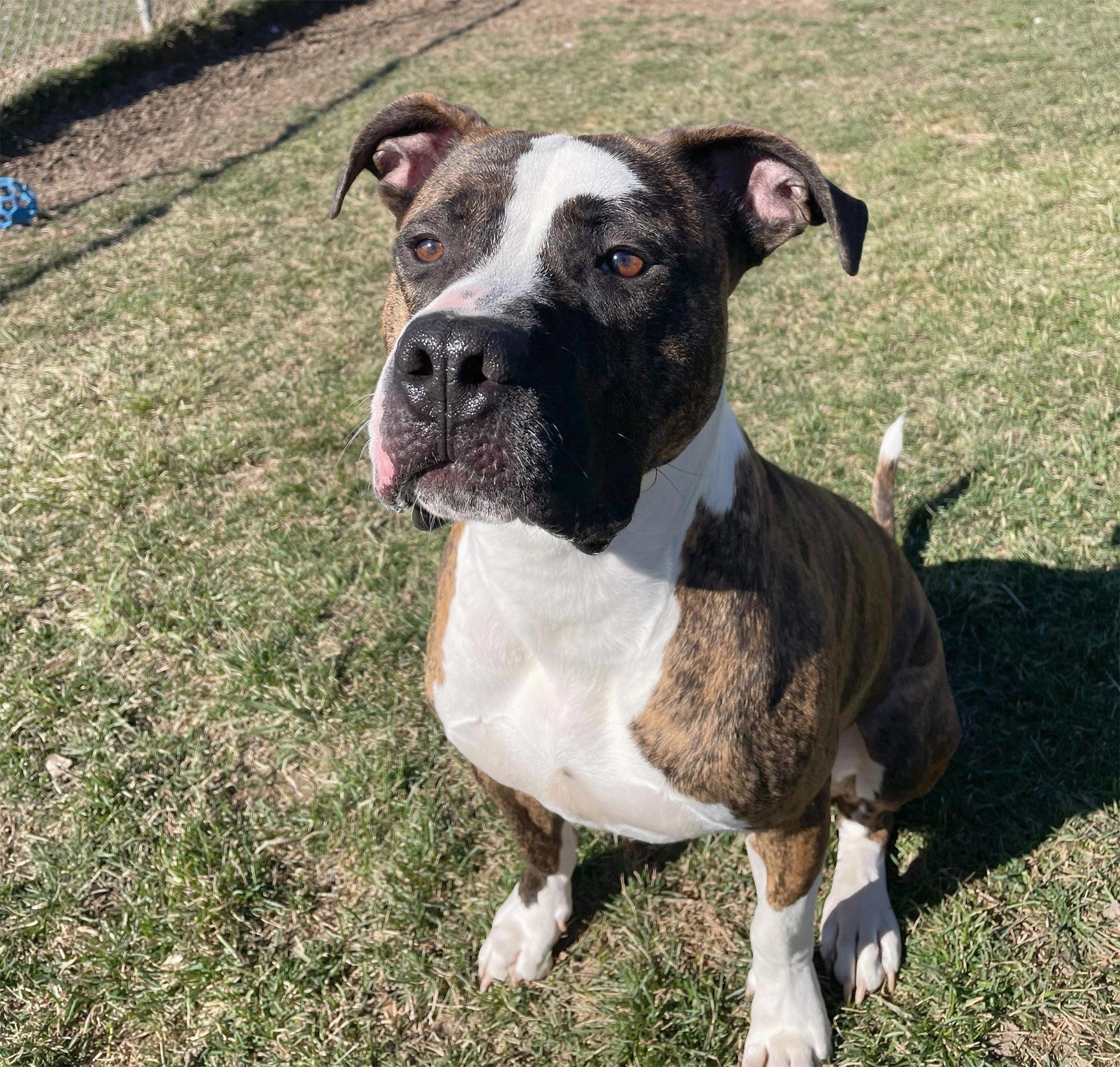 Enlarge Steel, an adopted Mixed Breed in Benton Harbor, MI image 2/6