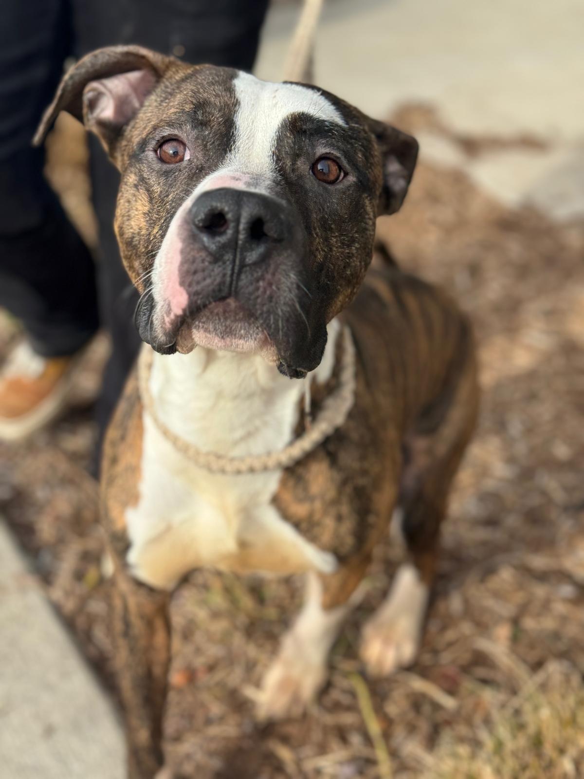 Enlarge Steel, a Adoptable Mixed Breed in Benton Harbor, MI image 5/6