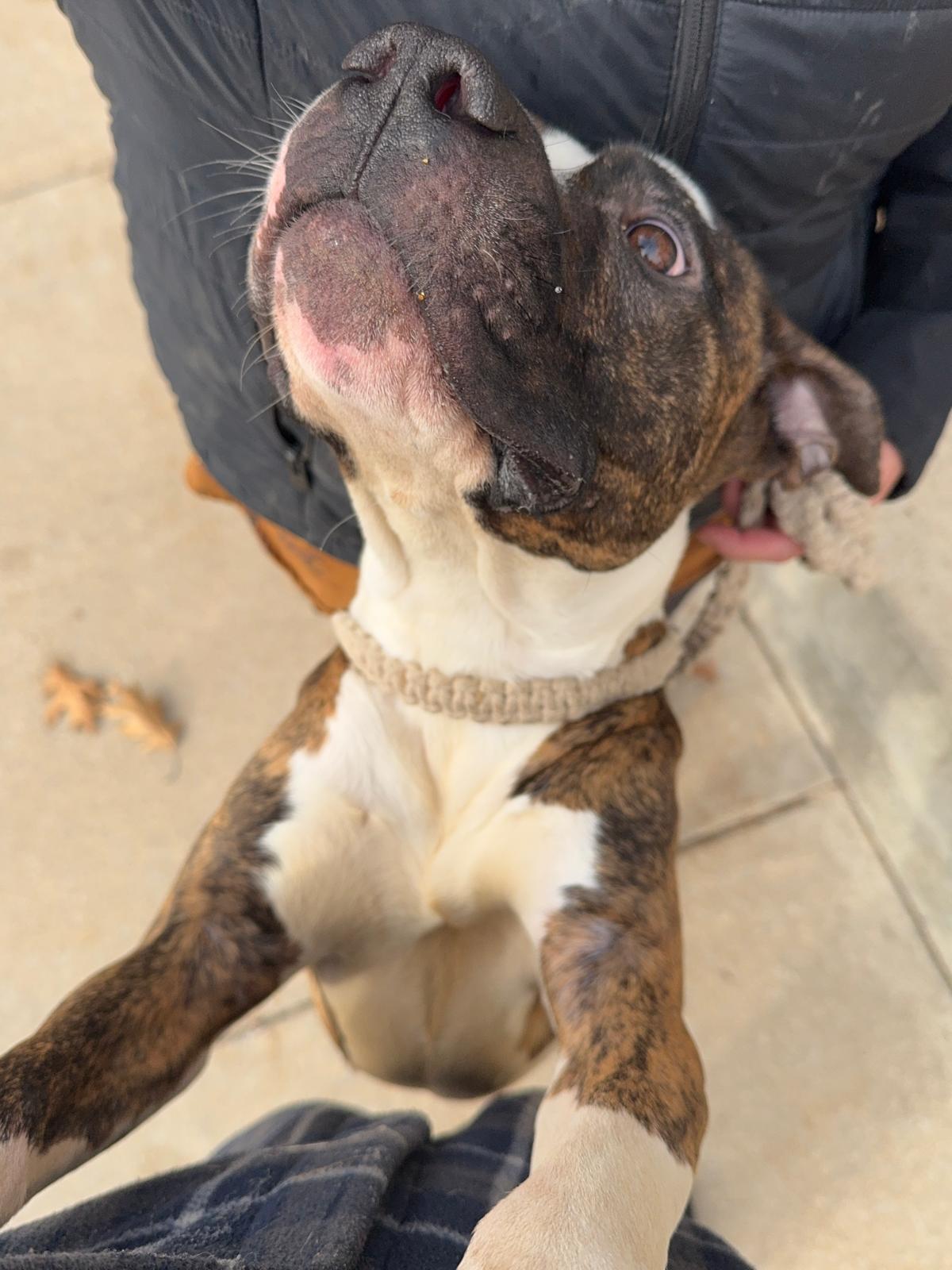 Enlarge Steel, a Adoptable Mixed Breed in Benton Harbor, MI image 3/6