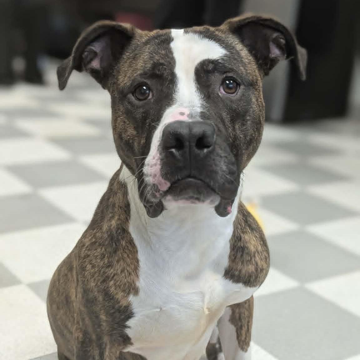 Enlarge Steel, an adopted Mixed Breed in Benton Harbor, MI image 1/6