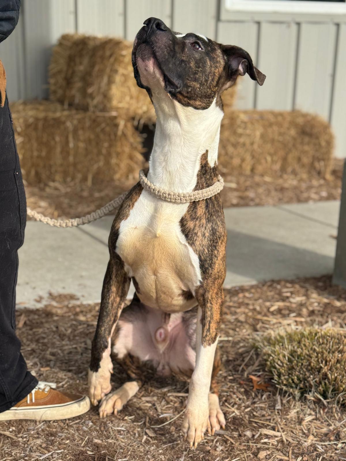 Enlarge Steel, a Adoptable Mixed Breed in Benton Harbor, MI image 4/6