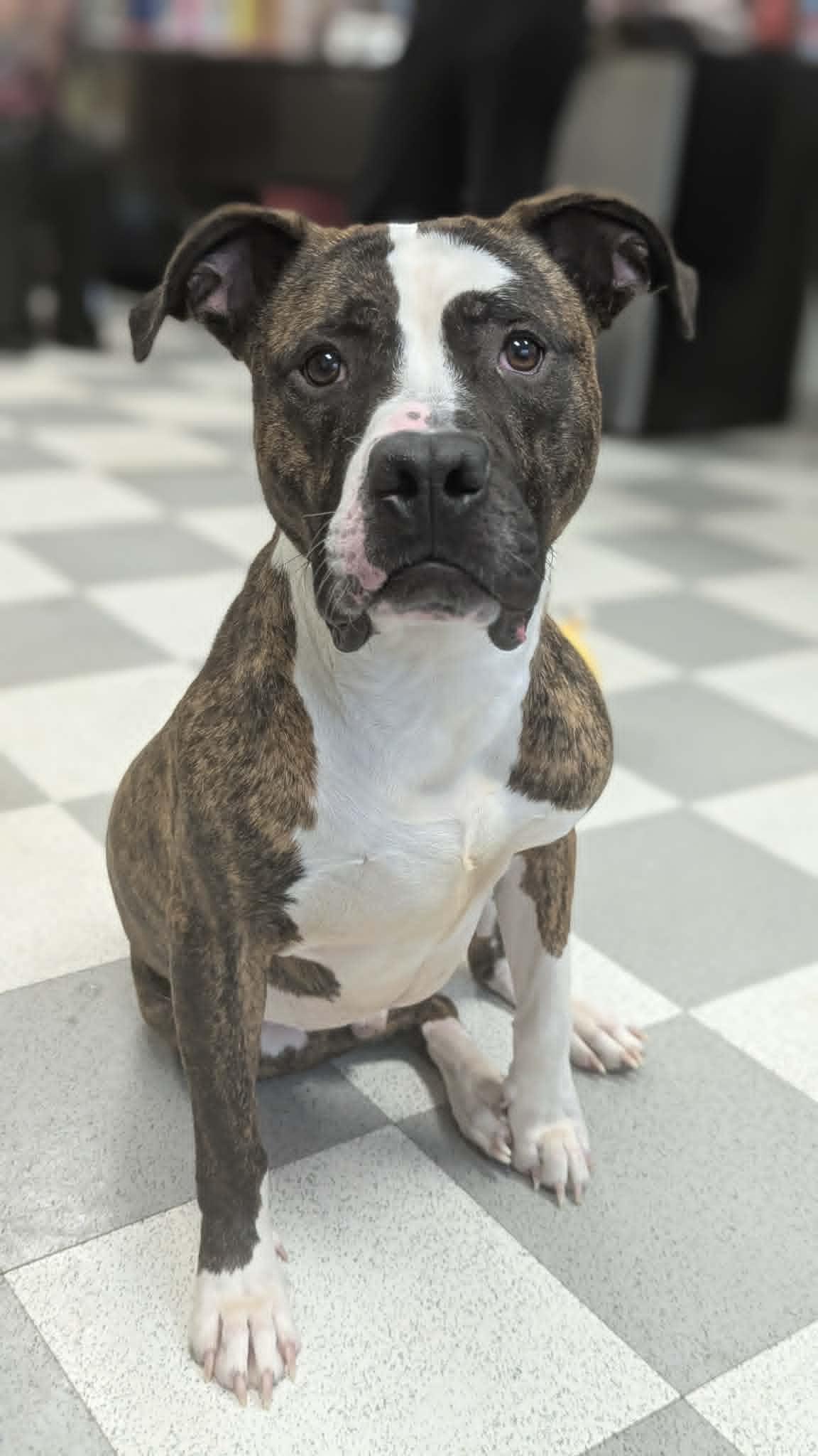 Enlarge Steel, a Adoptable Mixed Breed in Benton Harbor, MI image 1/6