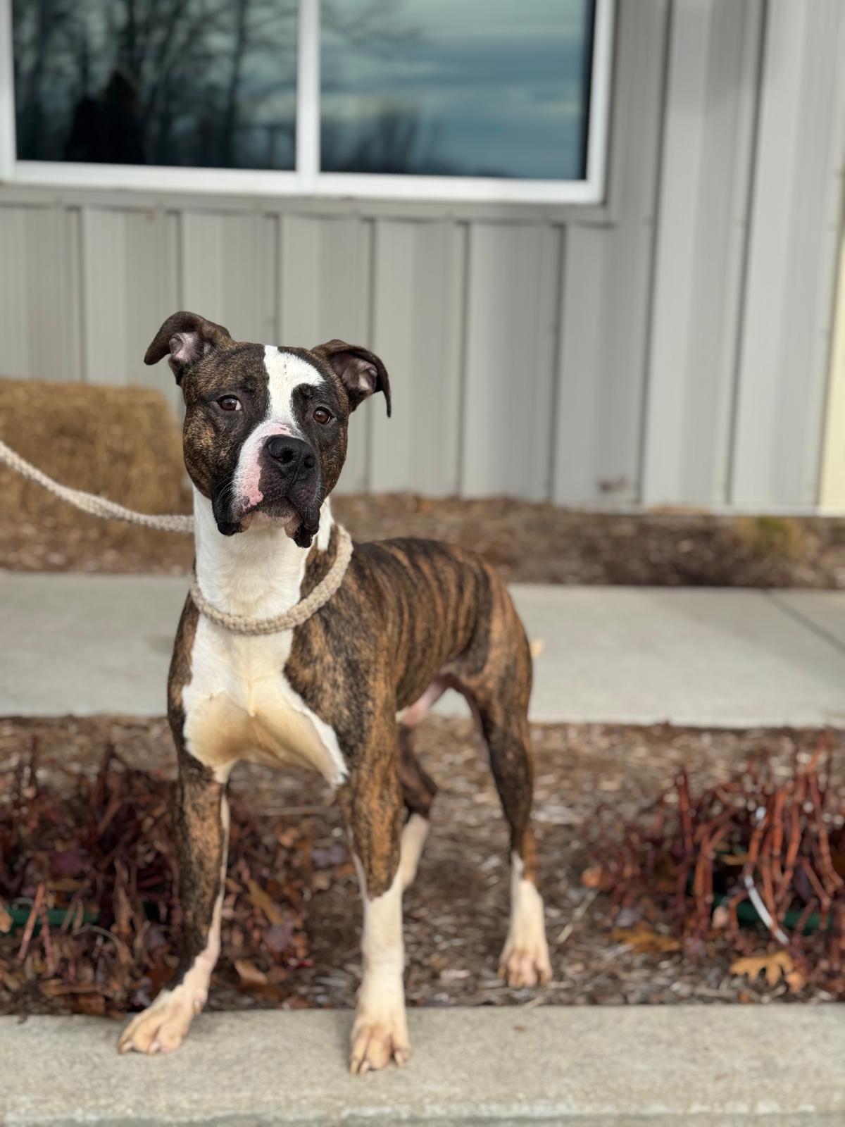 Enlarge Steel, a Adoptable Mixed Breed in Benton Harbor, MI image 6/6