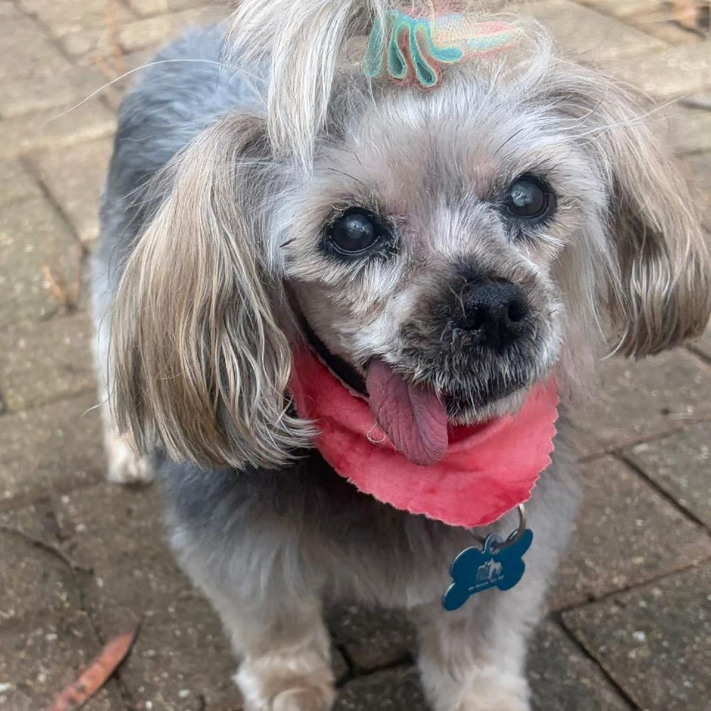 Enlarge Mika, a Adoptable Yorkshire Terrier in St. Charles, IL image 3/6