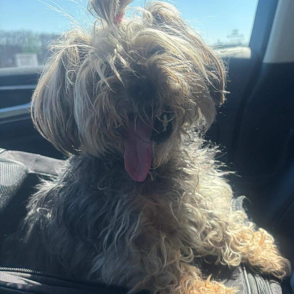 Enlarge Mika, a Adoptable Yorkshire Terrier in St. Charles, IL image 3/6