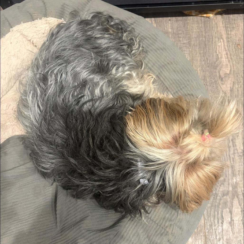 Enlarge Mika, a Adoptable Yorkshire Terrier in St. Charles, IL image 4/6