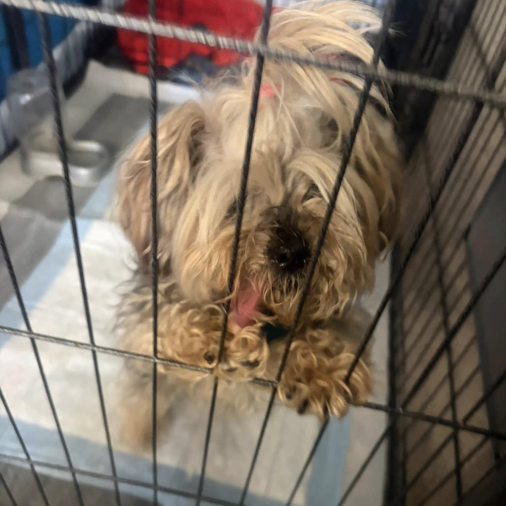 Enlarge Mika, a Adoptable Yorkshire Terrier in St. Charles, IL image 5/6