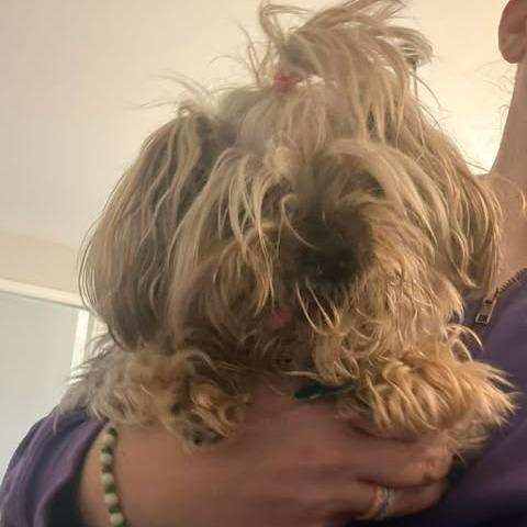 Enlarge Mika, a Adoptable Yorkshire Terrier in St. Charles, IL image 6/6