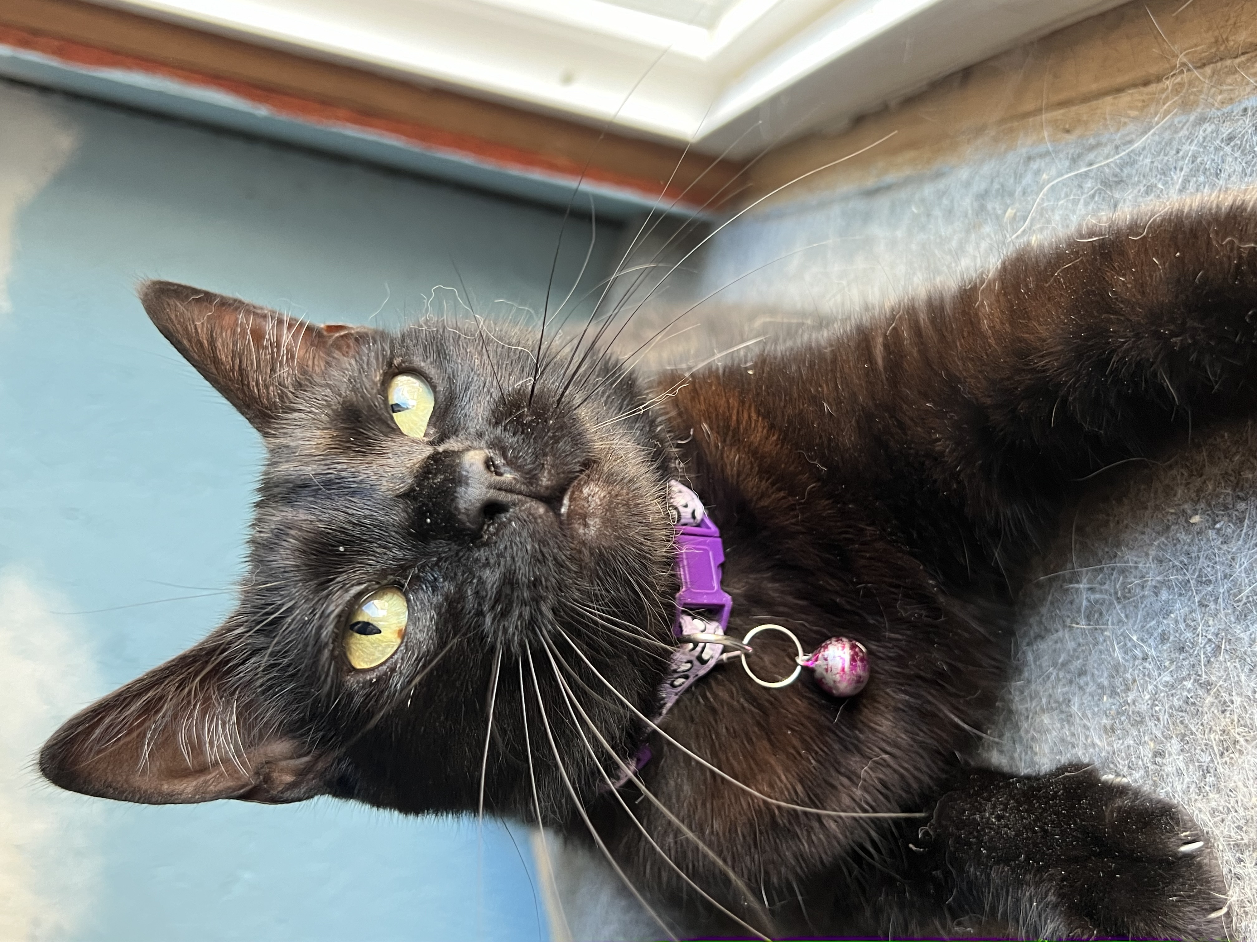 Enlarge Padme, a Adoptable Domestic Short Hair in San Jose, CA image 2/5
