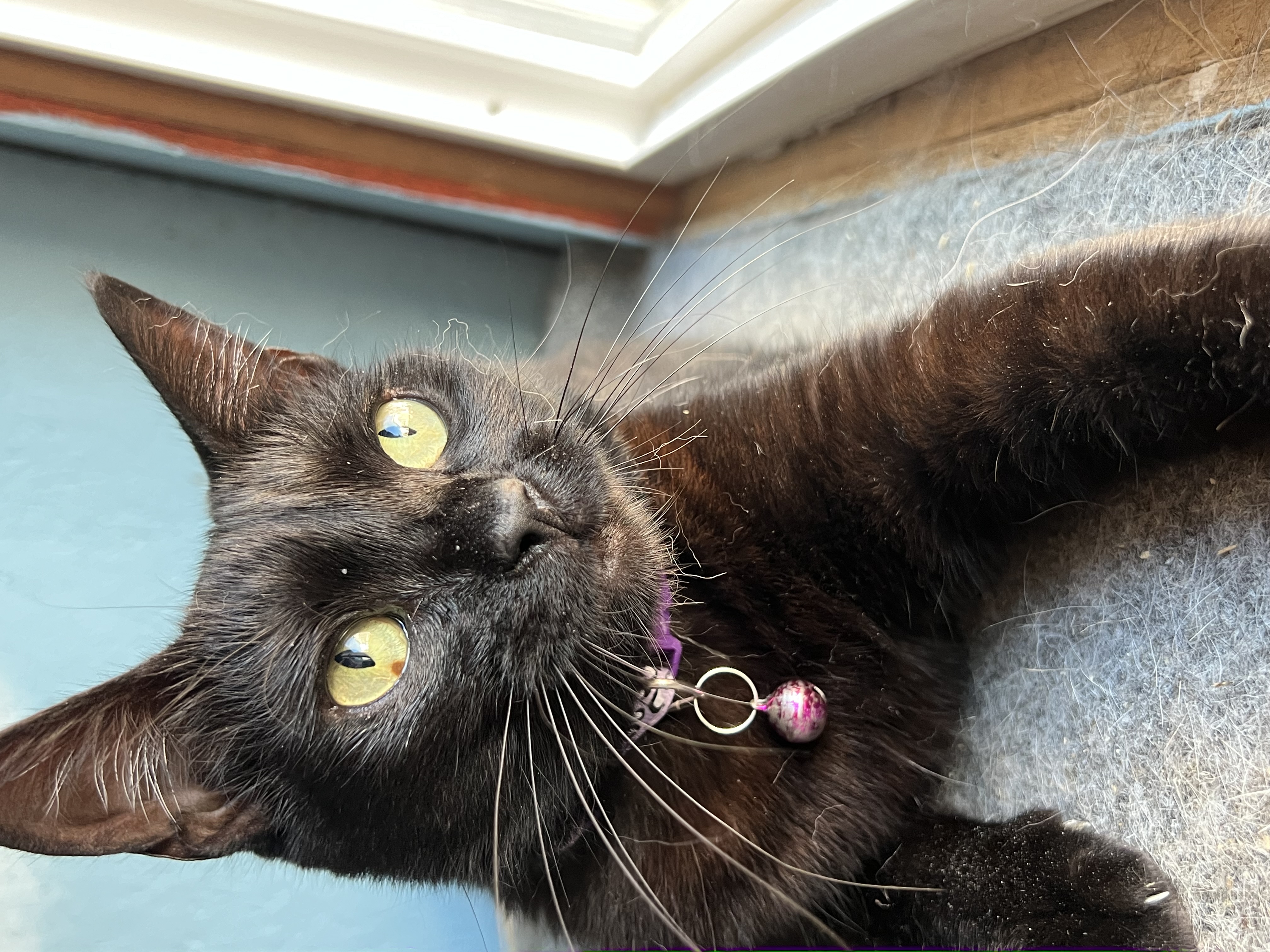 Enlarge Padme, a Adoptable Domestic Short Hair in San Jose, CA image 1/5